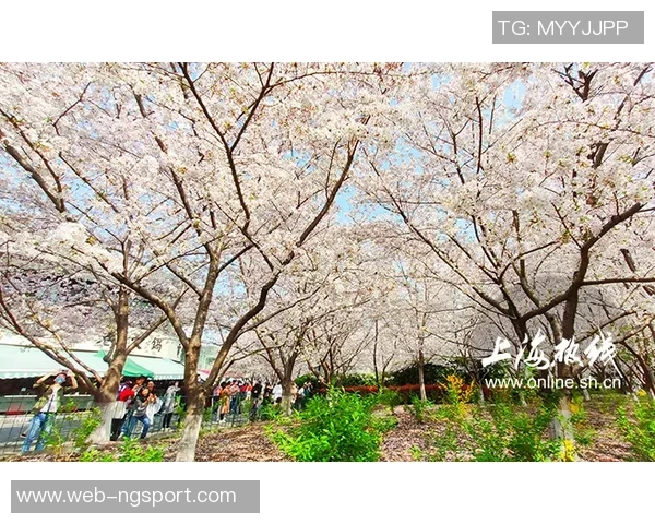 大板樱花与广州恒大激战正酣谁将赢得这场足球盛宴的荣耀之战